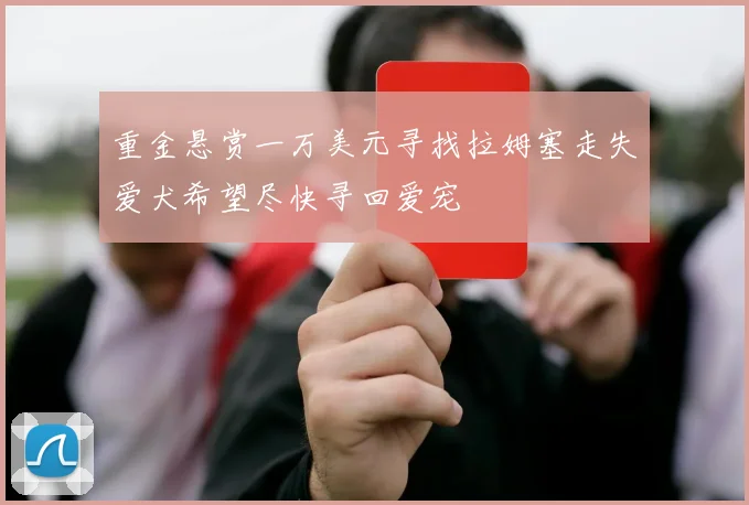 重金悬赏一万美元寻找拉姆塞走失爱犬希望尽快寻回爱宠